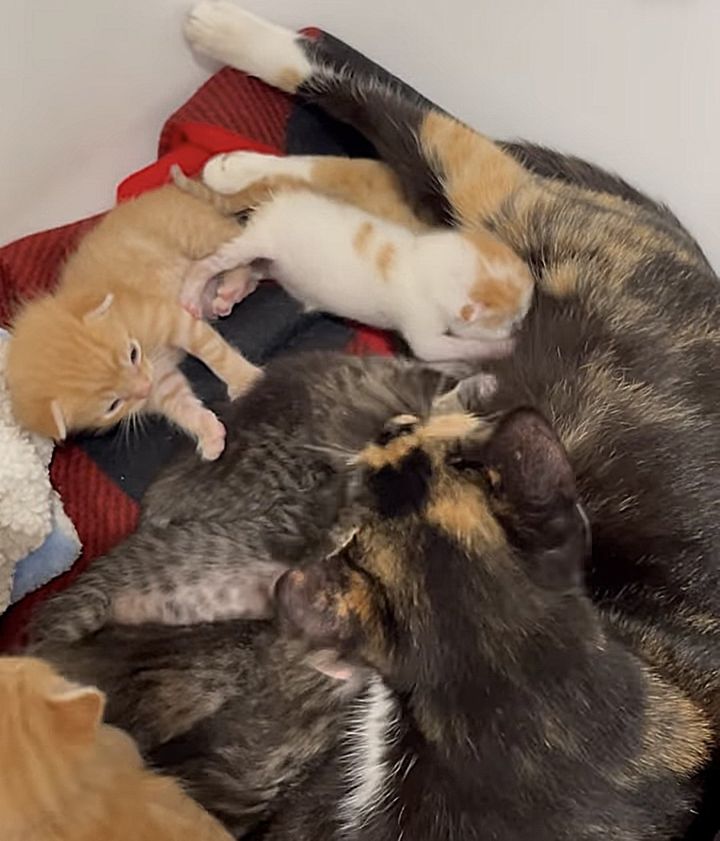 kitten nursing on cat